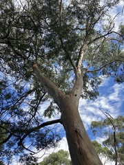 Eucalyptus ovata