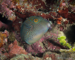 Canthigaster amboinensis