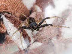 Xysticus ephippiatus