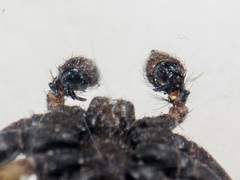 Xysticus ephippiatus