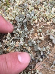 Atriplex buchananii