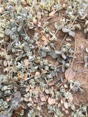 Atriplex buchananii
