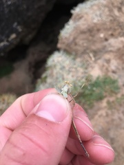Atriplex buchananii