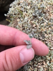Atriplex buchananii