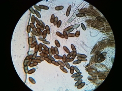 Phaeocalicium populneum