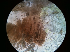 Phaeocalicium populneum