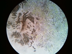 Phaeocalicium populneum