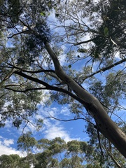 Eucalyptus ovata