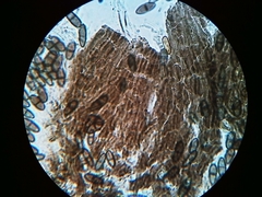 Phaeocalicium populneum