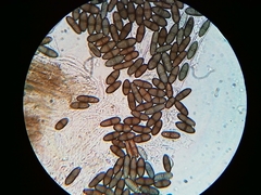 Phaeocalicium populneum