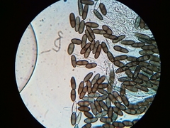 Phaeocalicium populneum