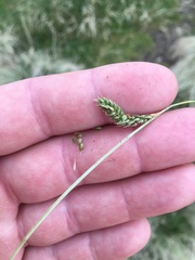 Carex comans