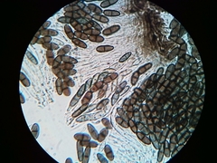 Phaeocalicium populneum