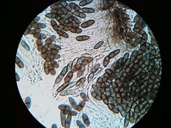 Phaeocalicium populneum