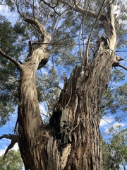 Eucalyptus ovata