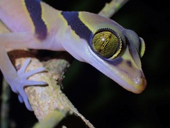 Cyrtodactylus pulchellus