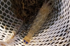Sicyonia penicillata