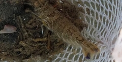 Sicyonia penicillata