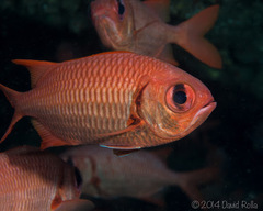 Brick Soldierfish photo 2