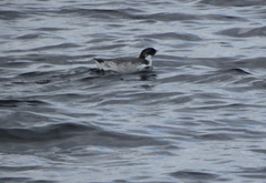 Synthliboramphus antiquus