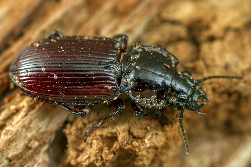 Celanida