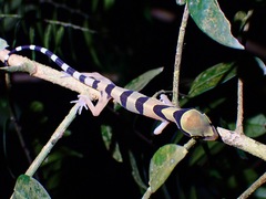 Cyrtodactylus pulchellus