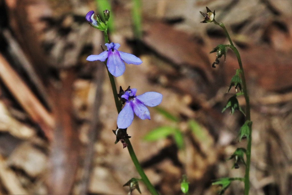forest lobelia