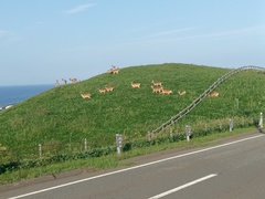 Cervus nippon yesoensis