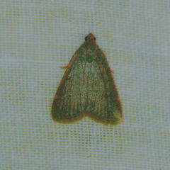 Hypsopygia nonusalis