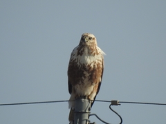 Buteo