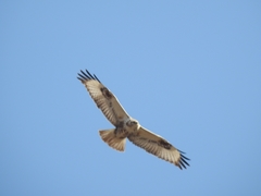 Buteo
