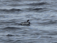 Synthliboramphus antiquus