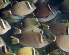 Acanthurus leucopareius