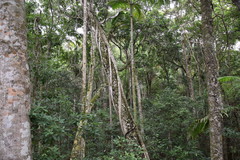 Ficus obliqua