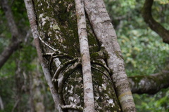 Ficus obliqua