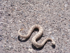 Crotalus cerastes cerastes