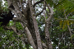 Ficus obliqua