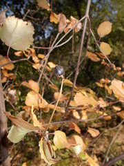 Viburnum ellipticum
