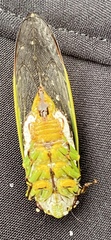 Tettigomyiinae