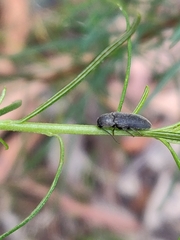 Hemiopsida