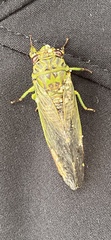 Tettigomyiinae