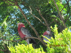 Eolophus roseicapilla