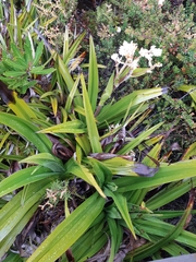 Milligania densiflora