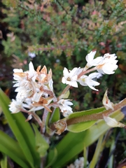 Milligania densiflora