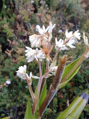 Milligania densiflora