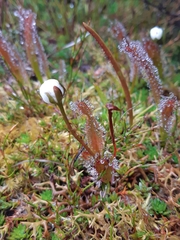 Drosera murfetii