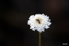 Trachymene grandis