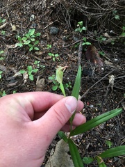 Pterostylis graminea