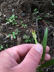 Pterostylis graminea