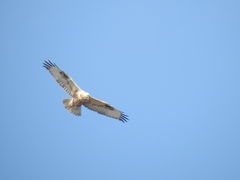 Buteo